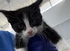 adoptable Cat in dallas, TX named BO PEEP