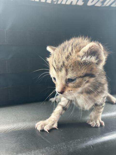 adoptable Cat in Dallas, TX named AUTUMN