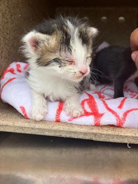 adoptable Cat in Dallas, TX named WINTER