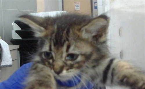 RIVER - Domestic Short Hair available for adoption