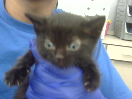 JIMMY - Domestic Short Hair available for adoption
