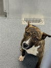adoptable Dog in  named MILLIE