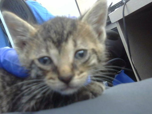 BOO - Domestic Short Hair available for adoption