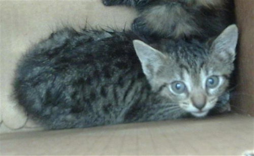 MOON - Domestic Short Hair available for adoption