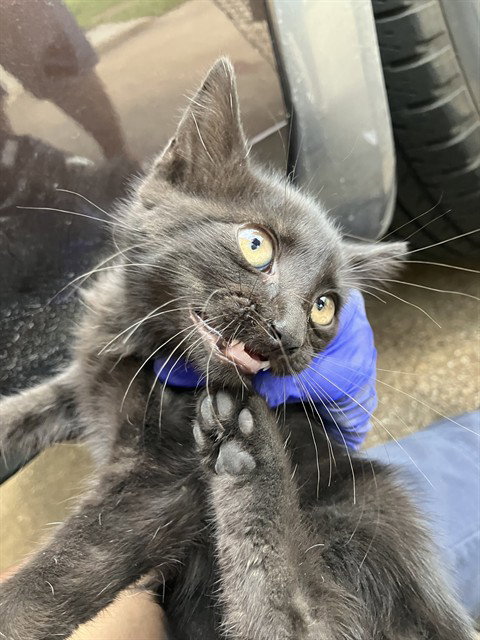 SALEM - Domestic Short Hair available for adoption