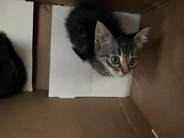 SIMBA Image