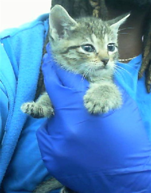 FREYA - Domestic Short Hair available for adoption