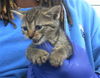 adoptable Cat in dallas, TX named FLORENCE