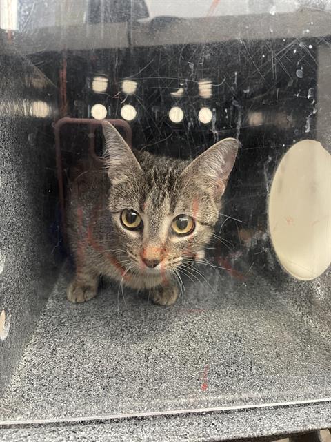 adoptable Cat in Dallas, TX named BETTY