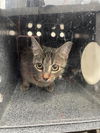 adoptable Cat in dallas, TX named BETTY