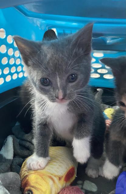 adoptable Cat in Dallas, TX named BLUEBELL