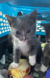 adoptable Cat in dallas, TX named BLUEBELL