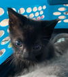 adoptable Cat in dallas, TX named BREYERS