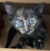 SHELLY - Photo 1