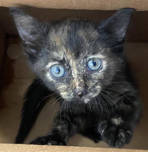 SHELLY - Domestic Short Hair available for adoption