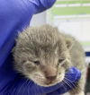 adoptable Cat in dallas, TX named MOON