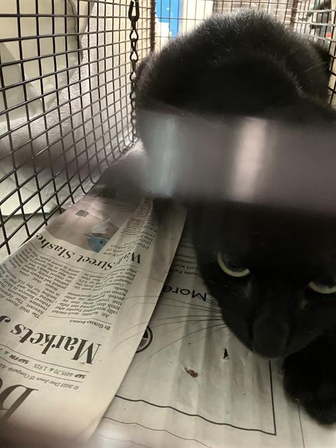 adoptable Cat in Dallas, TX named ANA 1