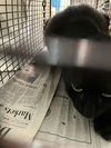 adoptable Cat in dallas, TX named ANA 1