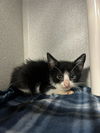 adoptable Cat in dallas, TX named JACK