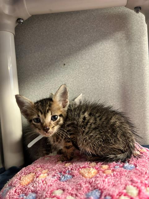 adoptable Cat in Dallas, TX named BARREL