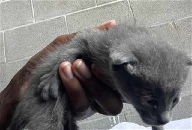 adoptable Cat in Dallas, TX named BIG GREY