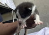 adoptable Cat in dallas, TX named NICK