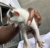 adoptable Cat in dallas, TX named DEVO