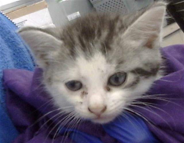 adoptable Cat in Dallas, TX named BARNEY