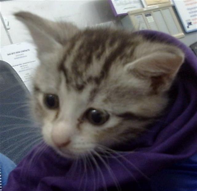 adoptable Cat in Dallas, TX named DAFFY