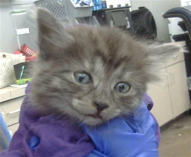adoptable Cat in Dallas, TX named MAJORA