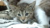 adoptable Cat in dallas, TX named HELLO KITTY