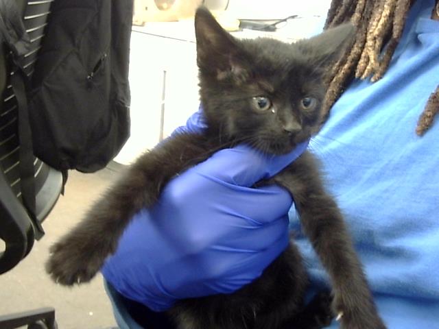 adoptable Cat in Dallas, TX named IDA