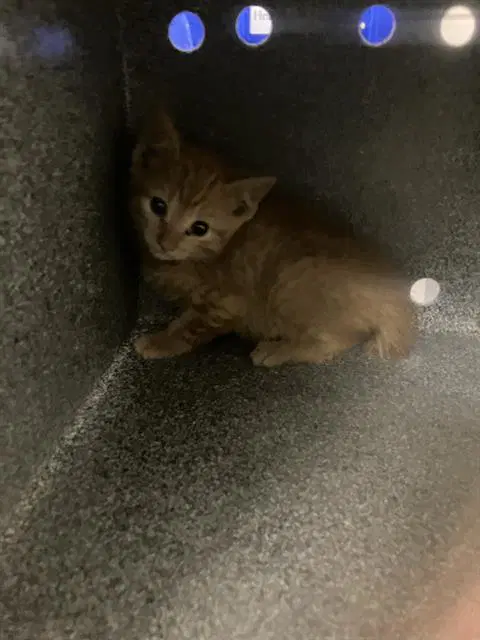 Charlie - Domestic Short Hair