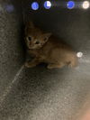 adoptable Cat in dallas, TX named CHARLIE