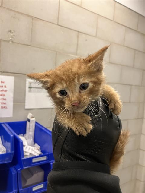 adoptable Cat in Dallas, TX named LUNA