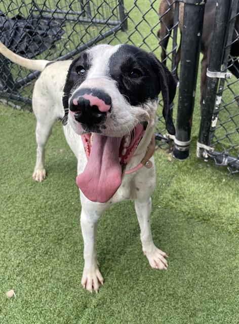 adoptable Dog in Dallas, TX named DOBBY