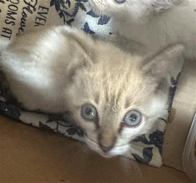adoptable Cat in Dallas, TX named ICEE