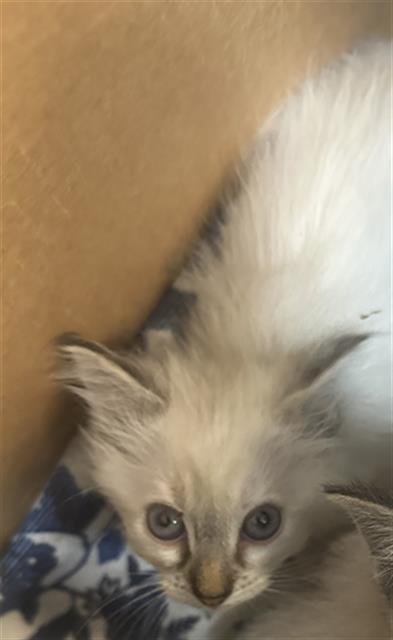 adoptable Cat in Dallas, TX named CUPCAKE