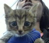 adoptable Cat in dallas, TX named BOBBY