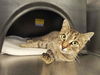 adoptable Cat in  named BUSY BEE