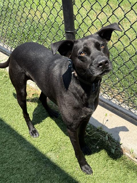 adoptable Dog in Dallas, TX named PUMBA