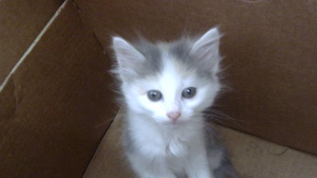 adoptable Cat in Dallas, TX named PEACHES