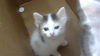adoptable Cat in dallas, TX named GRACE