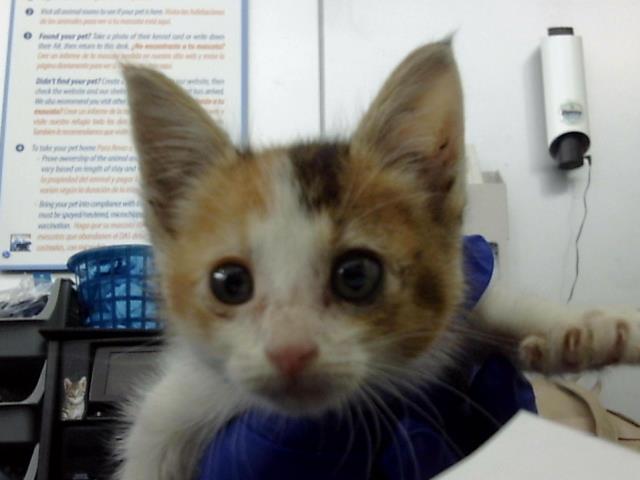 adoptable Cat in Dallas, TX named MININA