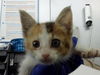 adoptable Cat in dallas, TX named MININA