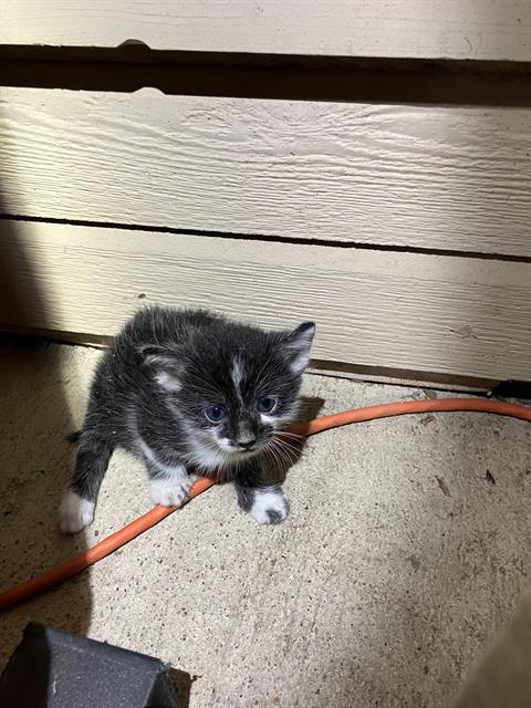 adoptable Cat in Dallas, TX named HOPE