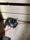 adoptable Cat in dallas, TX named HOPE