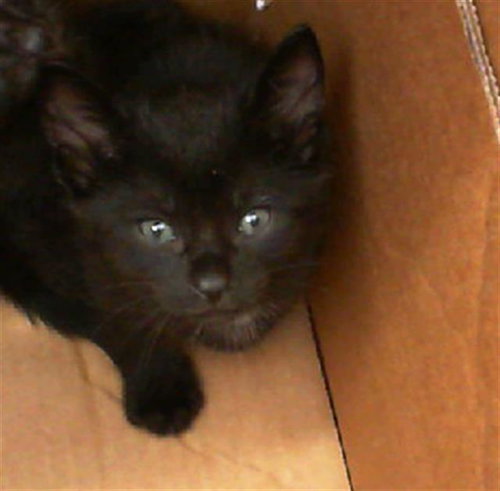 NINI - Domestic Short Hair available for adoption