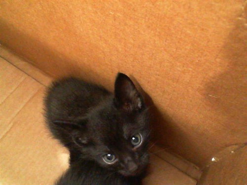 NITA - Domestic Short Hair available for adoption