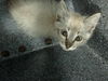 adoptable Cat in  named APOLLO